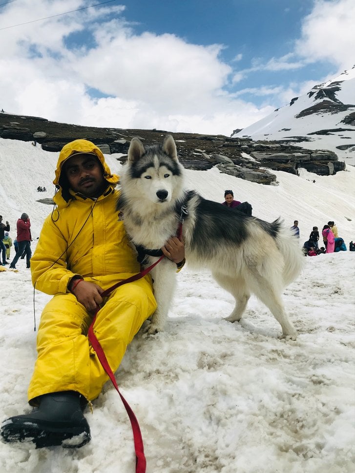 Siberian Husky Dogs For Mating In Hoshiarpur