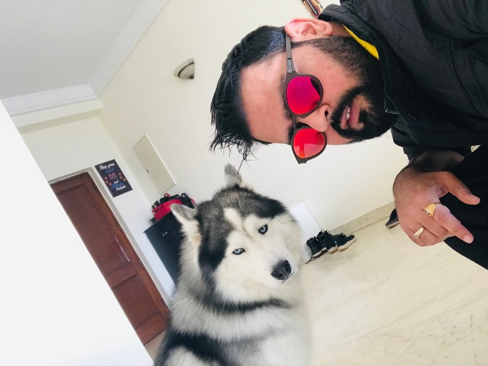 Siberian Husky Dogs For Mating In Hoshiarpur