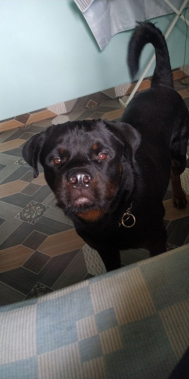 Rottweiler Dogs For Mating In Mandi HP
