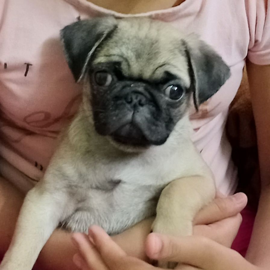 Pug For Sale In Hyderabad