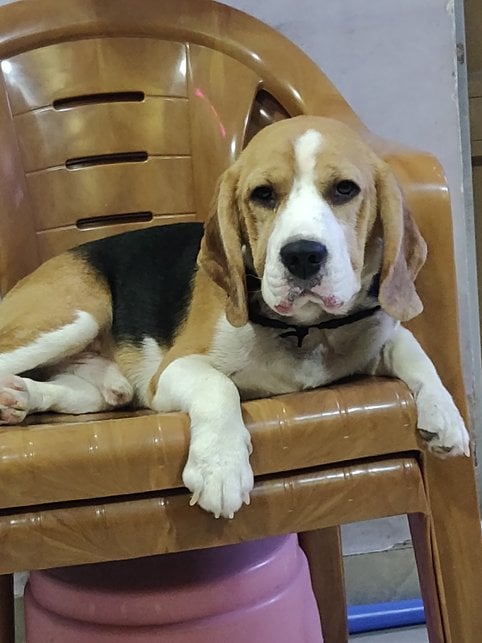 Beagle Dogs For Mating In Pune