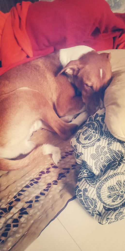 Basenji Dogs For Mating In Mumbai