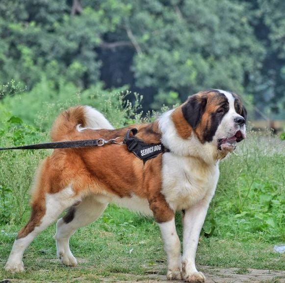 Saint Bernard Dogs For Mating In Jaipur