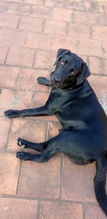 Labrador Retriever Dogs For Mating In Rudrapur