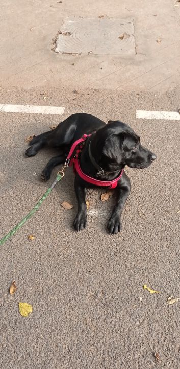 Labrador Retriever Dogs For Mating In Rudrapur