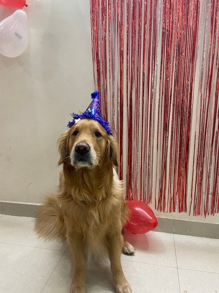 Golden Retriever Dogs For Mating In Vijayawada
