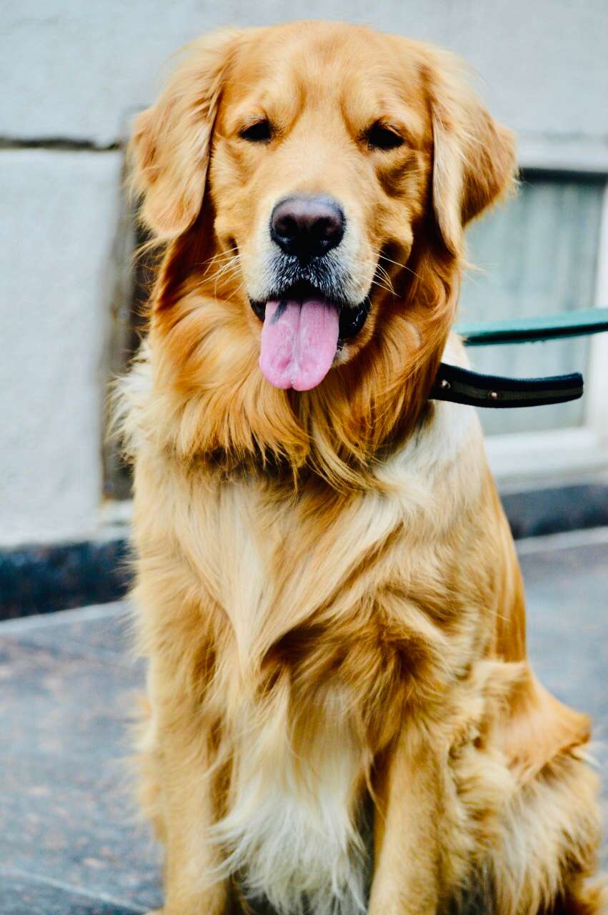 Golden Retriever Dogs For Mating In Vijayawada