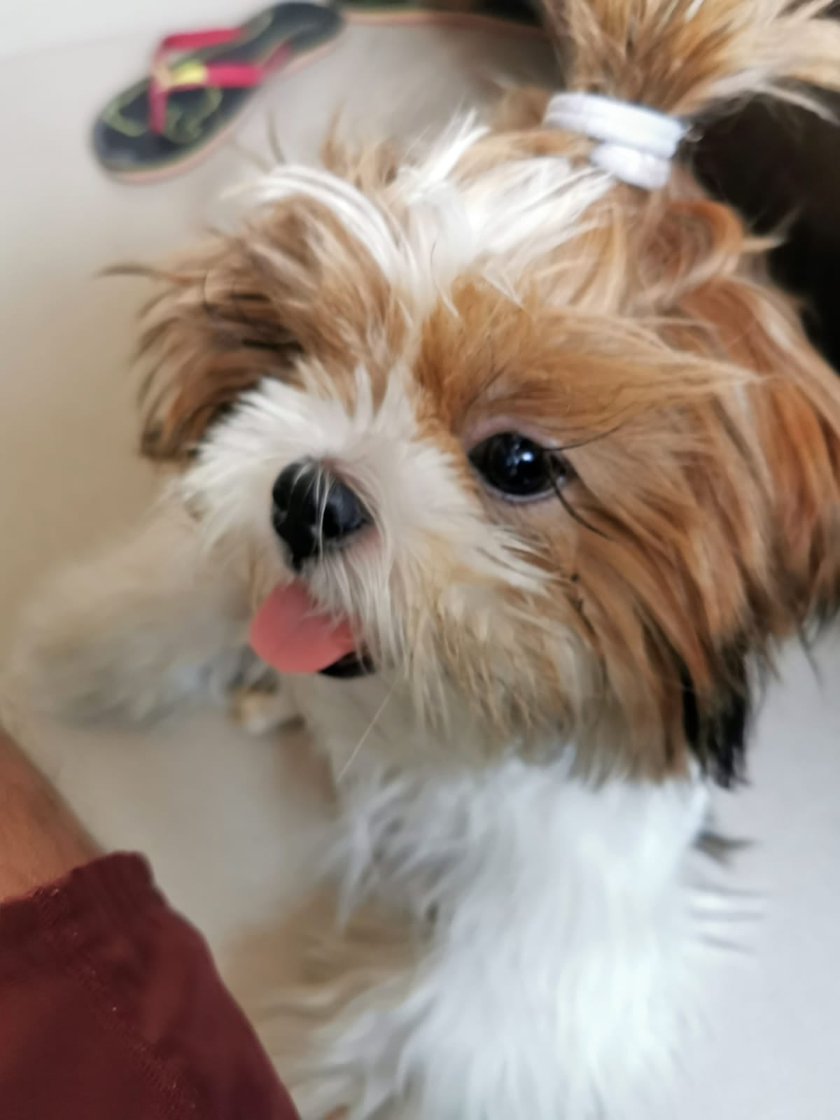 Shih Tzu Dogs For Mating In Kochi