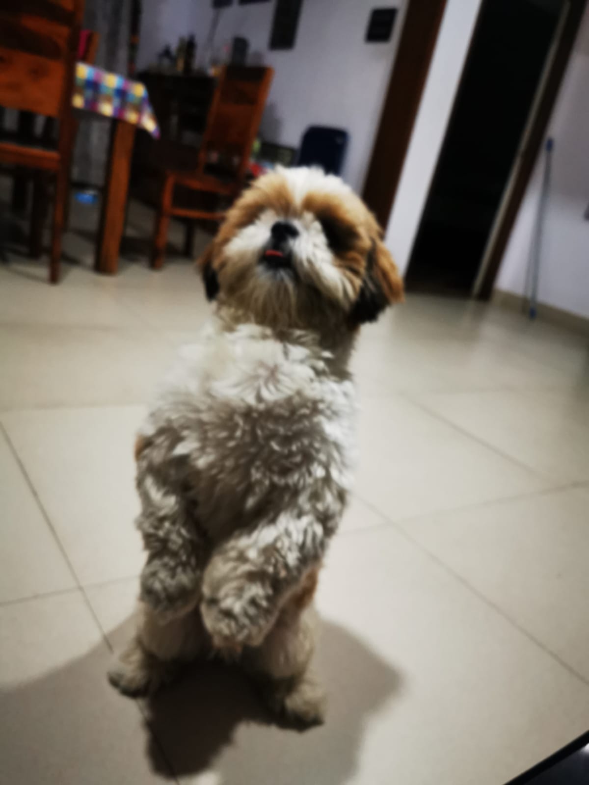 Shih Tzu Dogs For Mating In Kochi