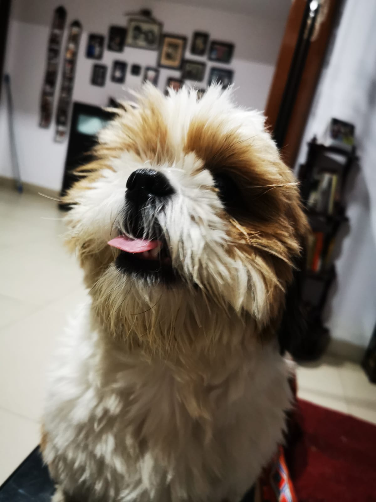 Shih Tzu Dogs For Mating In Kochi