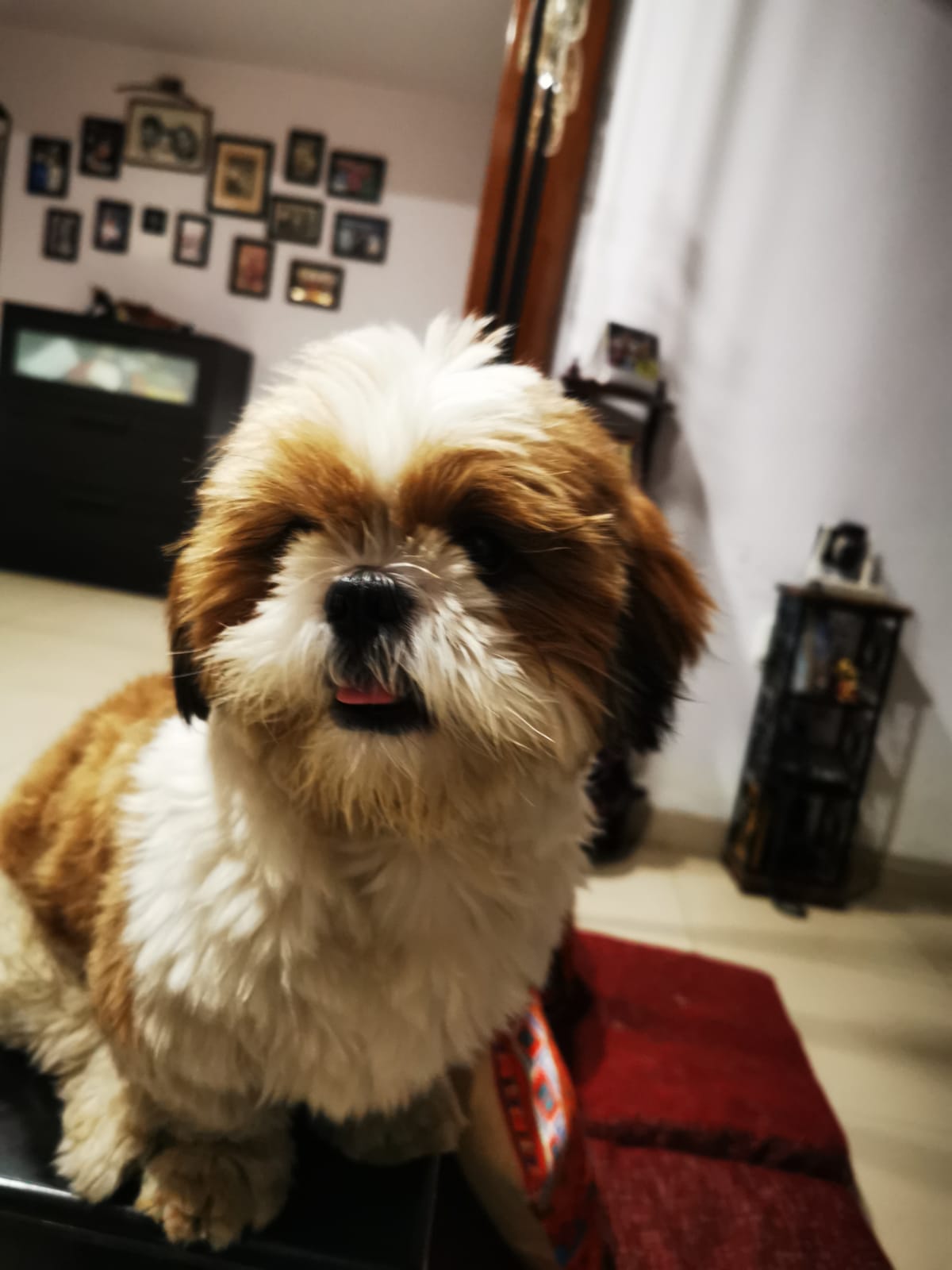 Shih Tzu Dogs For Mating In Kochi