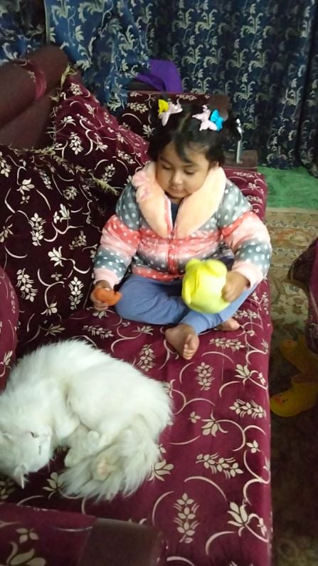 Persian Dogs For Mating In Patna