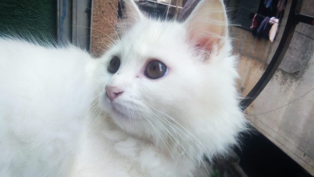 Persian Dogs For Mating In Pune