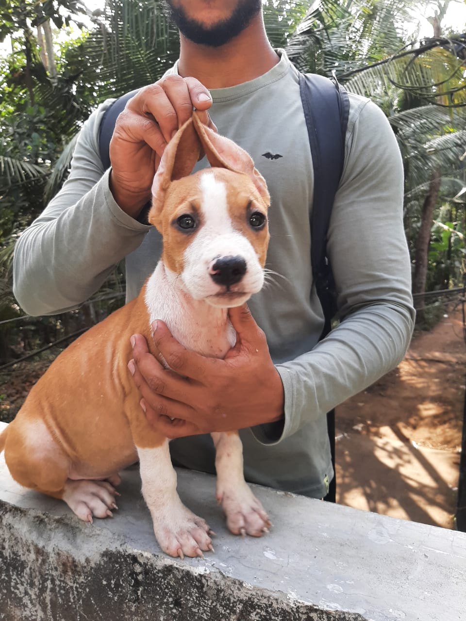 American Staffordshire Terrier For Sale In Kochi