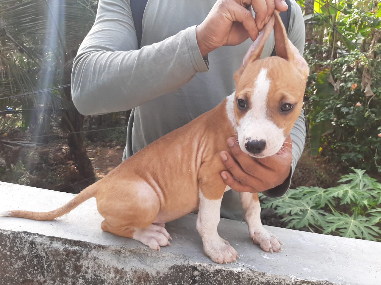 American Staffordshire Terrier For Sale In Kochi