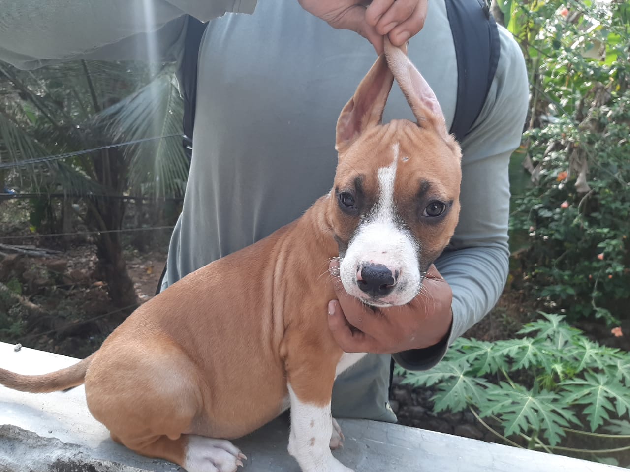 American Staffordshire Terrier For Sale In Kochi