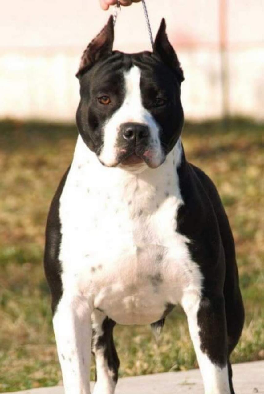 American Staffordshire Terrier For Sale In Kochi
