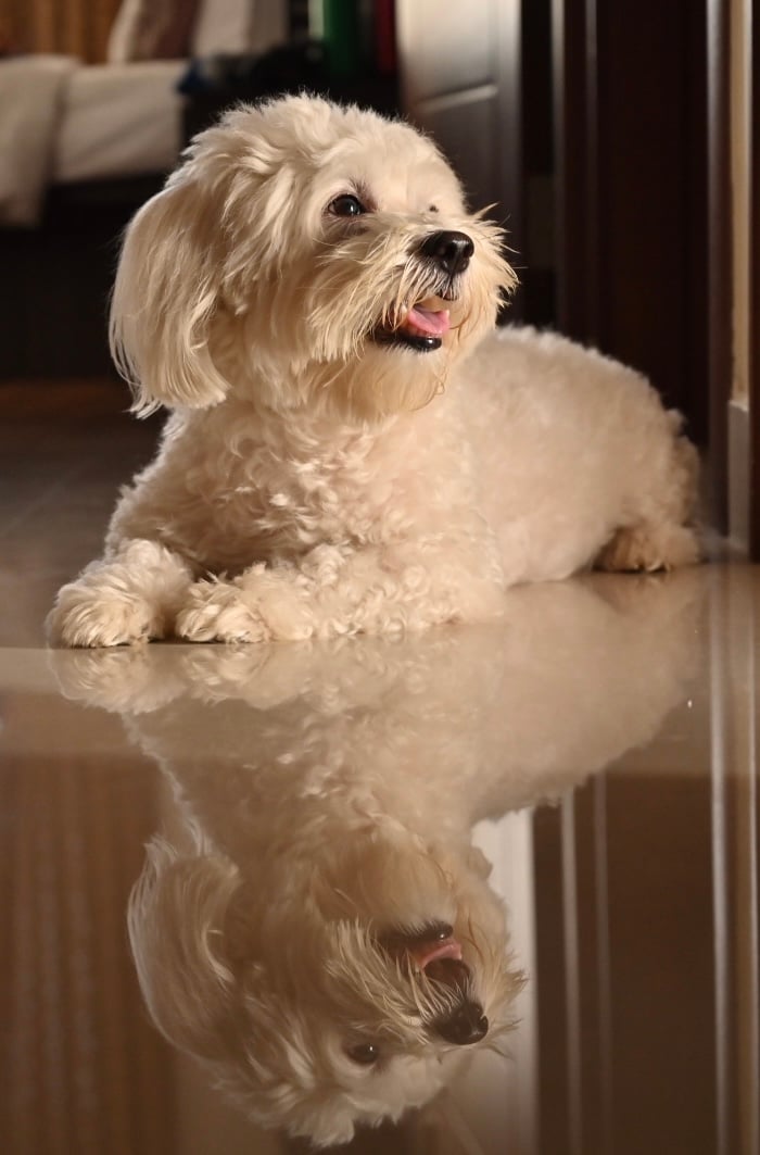Maltese Dogs For Mating In Kochi