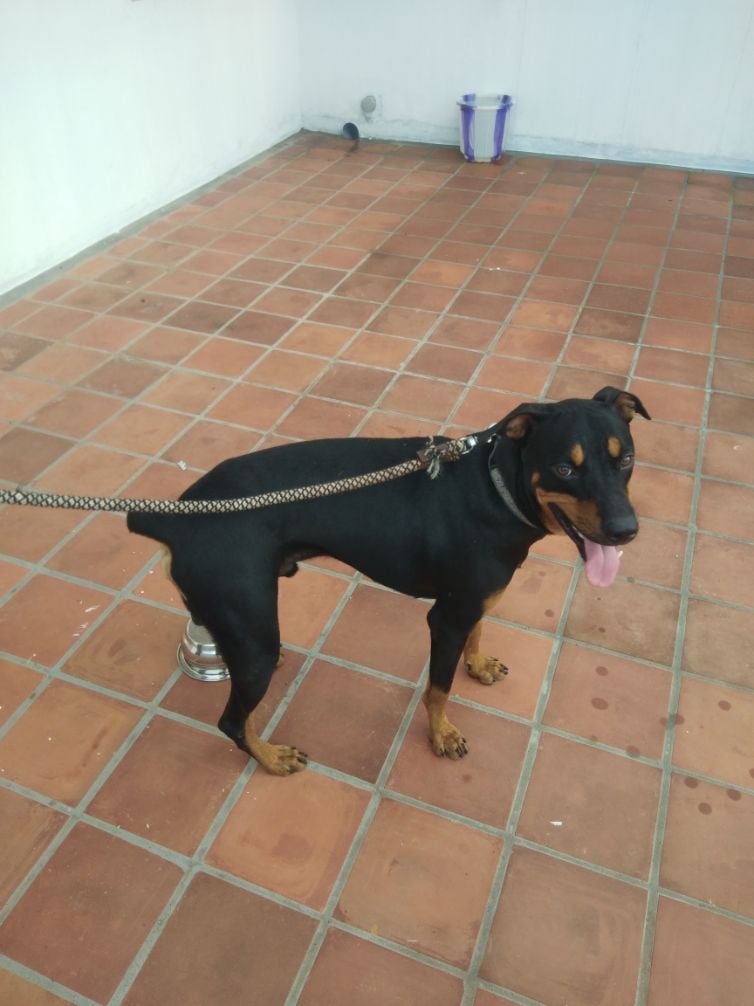 Rottweiler Dogs For Mating In Mandi HP
