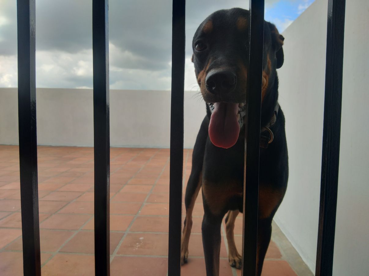 Rottweiler Dogs For Mating In Mandi HP