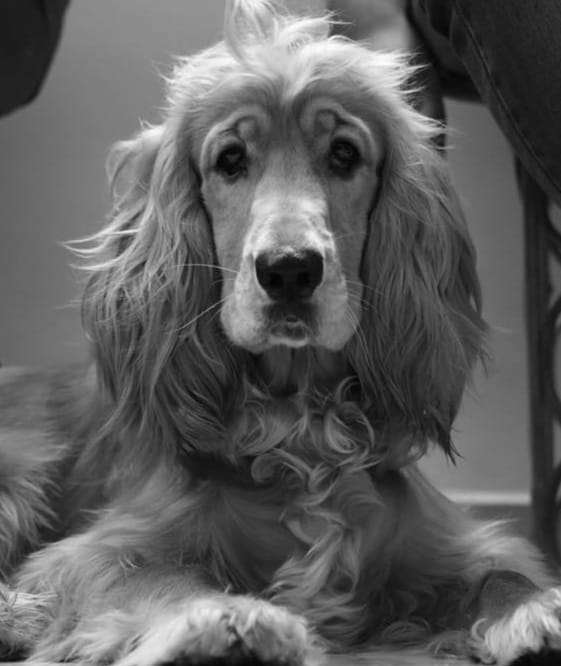 Cocker Spaniel Dogs For Mating In Hyderabad
