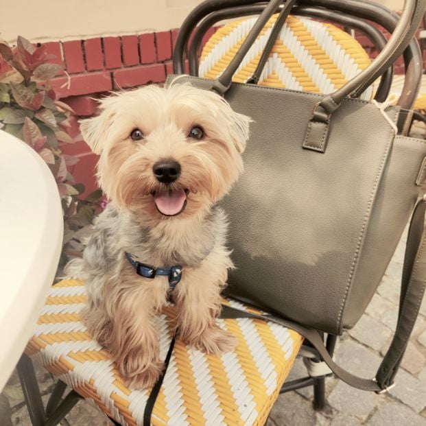 Yorkshire Terrier Dogs For Mating In Gurgaon