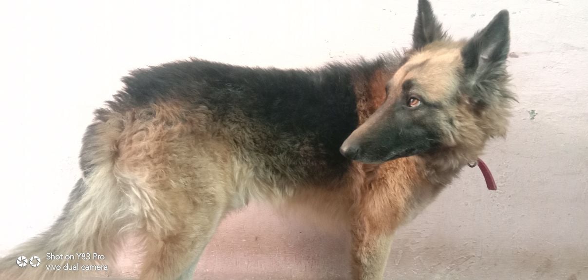 German Shepherd Dogs For Mating In Kanyakumari