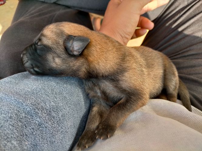 Belgian Malinois For Sale In Chennai