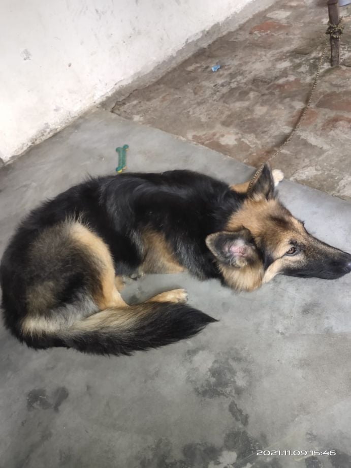 German Shepherd Dogs For Mating In Noida