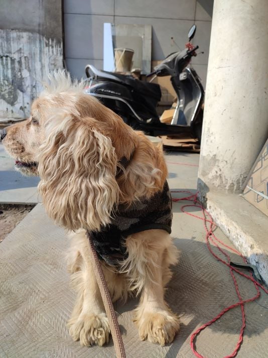 English Cocker Spaniel Dogs For Mating In Bareilly