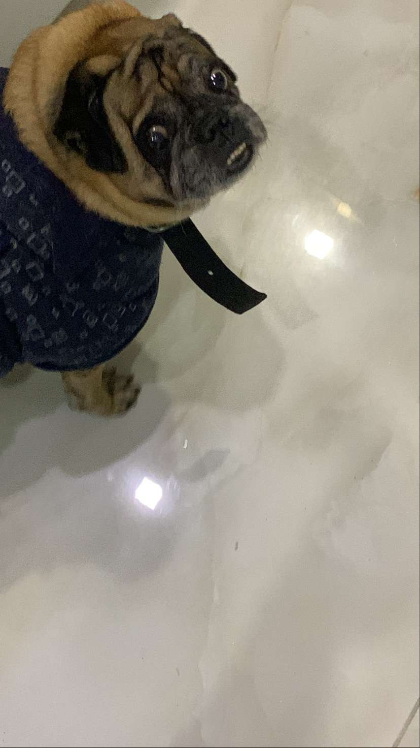 Pug Dogs For Mating In Hyderabad