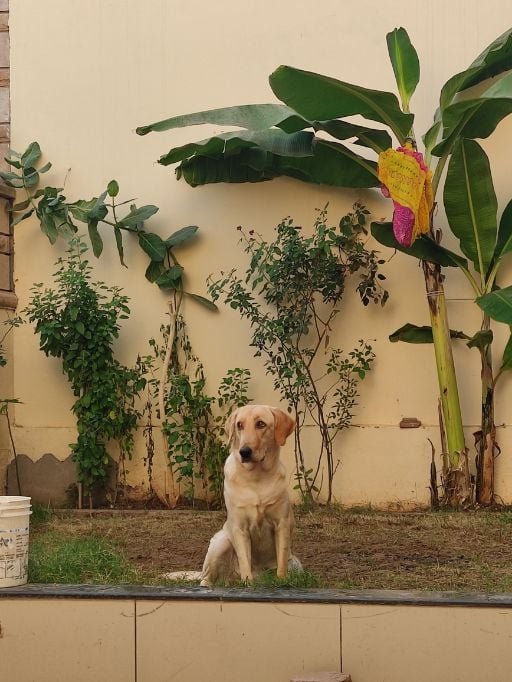 Labrador Retriever Dogs For Mating In Jaipur