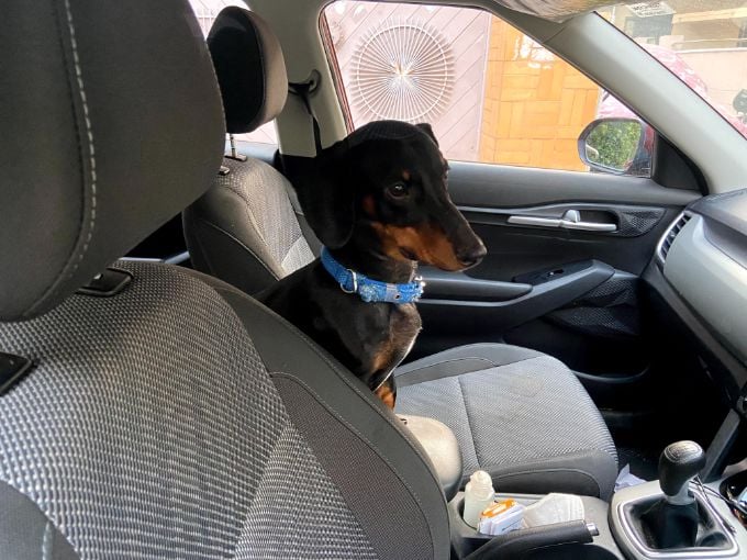 Dachshund Dogs For Mating In Hyderabad