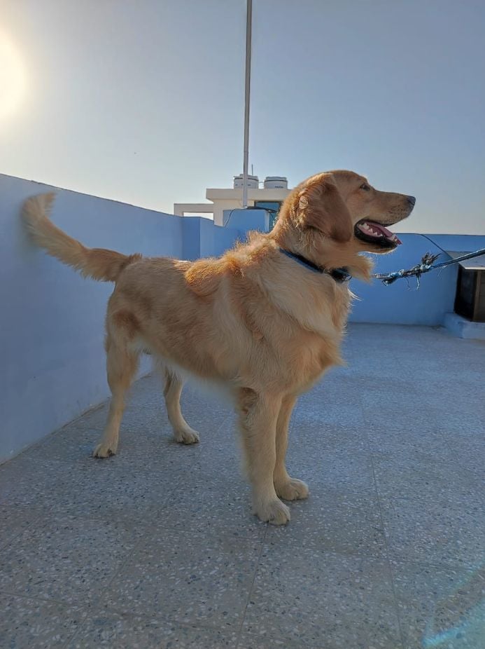 Golden Retriever Dogs For Mating In Kozhikode
