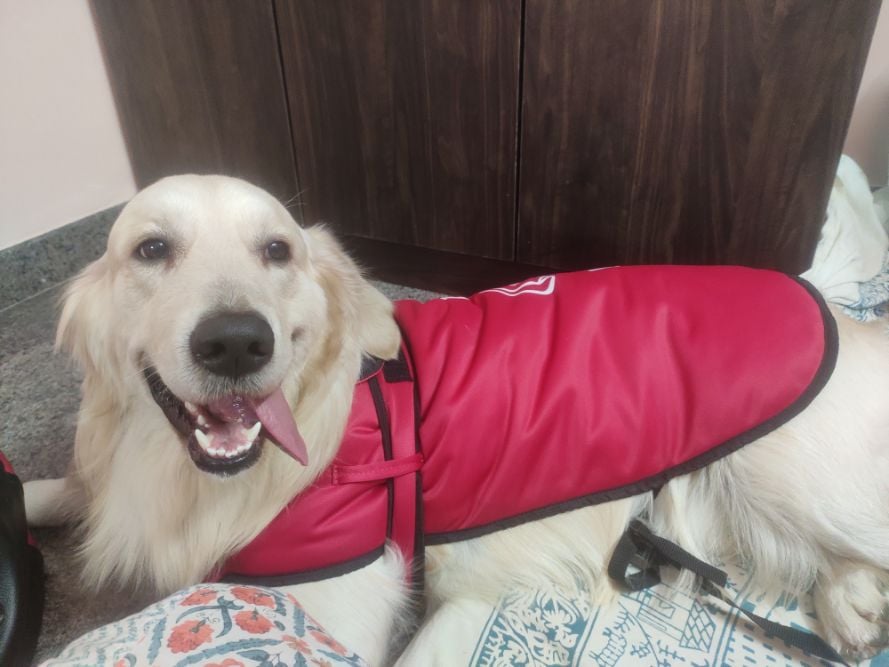 Golden Retriever Dogs For Mating In Bangalore