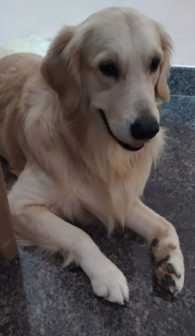Golden Retriever Dogs For Mating In Bangalore