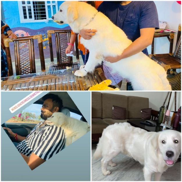 Golden Retriever Dogs For Mating In Bangalore
