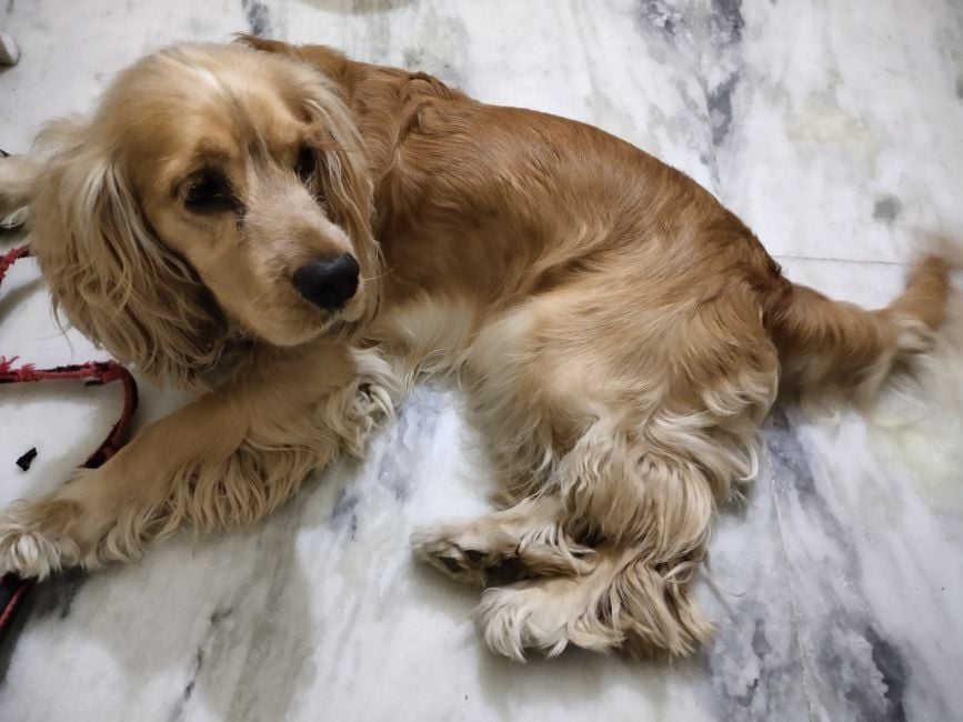 Cocker Spaniel Dogs For Mating In Allahabad