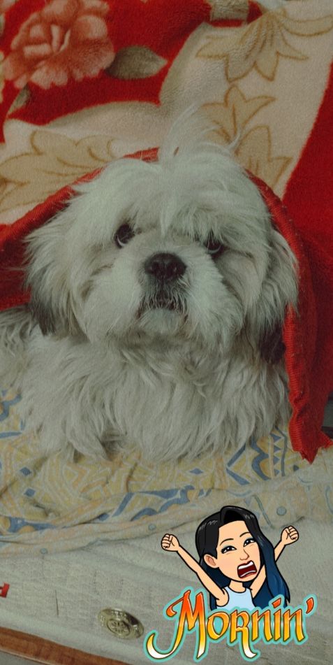 Shih Tzu Dogs For Mating In Hyderabad