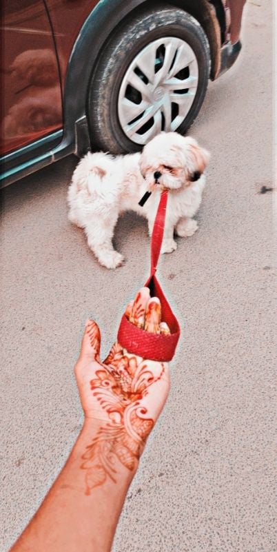 Shih Tzu Dogs For Mating In Hyderabad