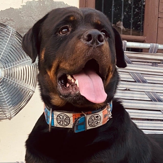 Rottweiler Dogs For Mating In Chennai