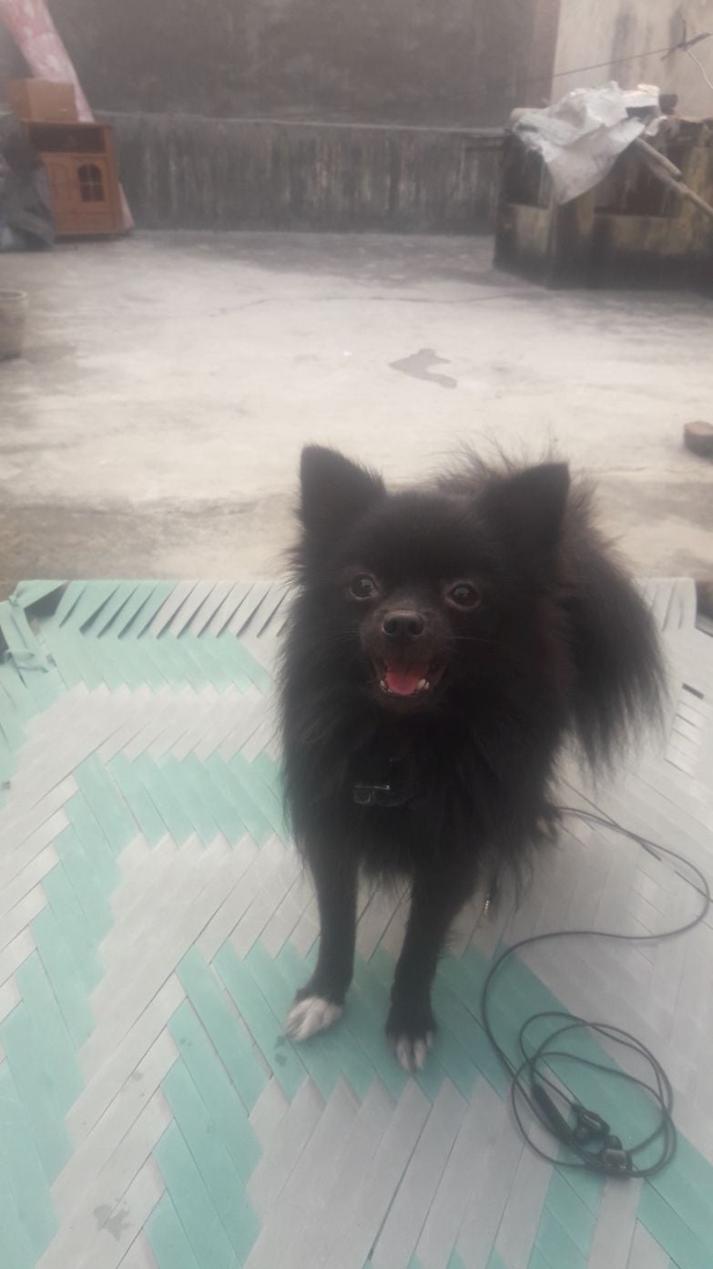 Toy Pom Dogs For Mating In Delhi