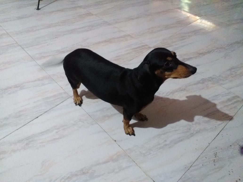 Dachshund Dogs For Mating In Thane