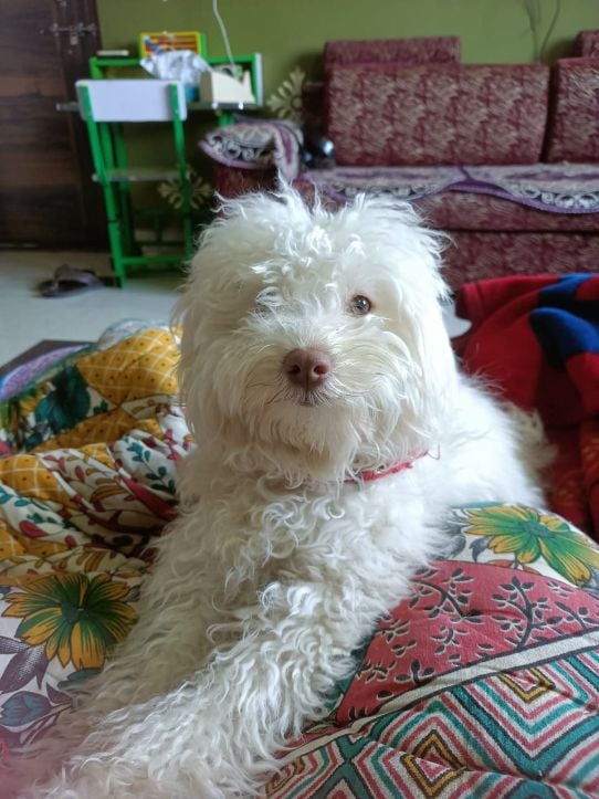 Coton de Tulear Dogs For Mating In Delhi