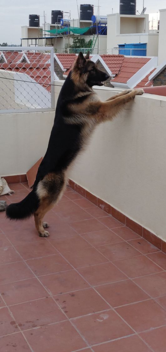 German Shepherd Dogs For Mating In Madurai