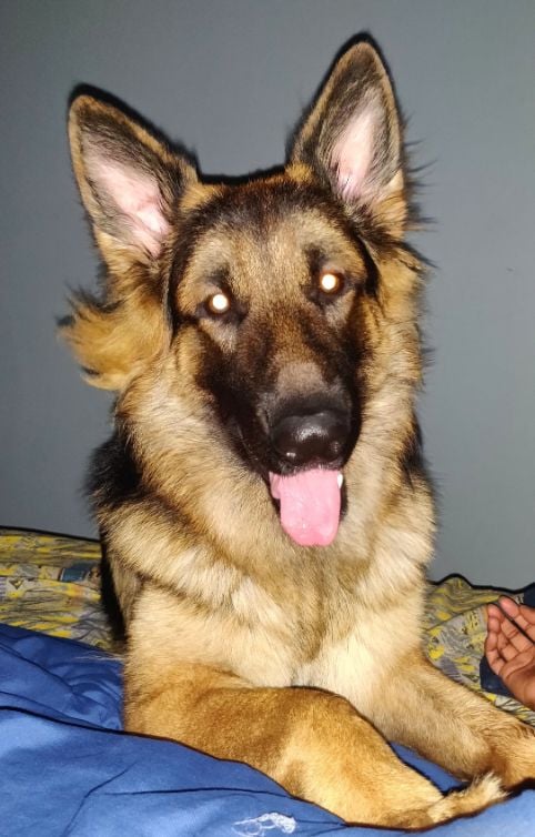 German Shepherd Dogs For Mating In Madurai