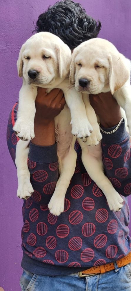Labrador Retriever For Sale In Namakkal