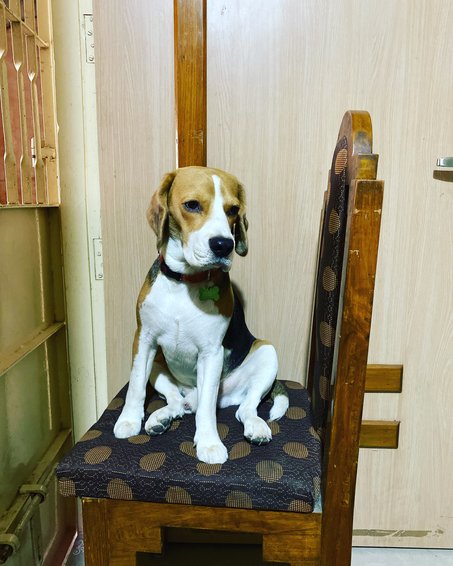 Beagle Dogs For Mating In Kochi