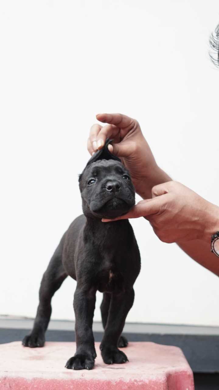 Cane Corso For Sale In Alleppey