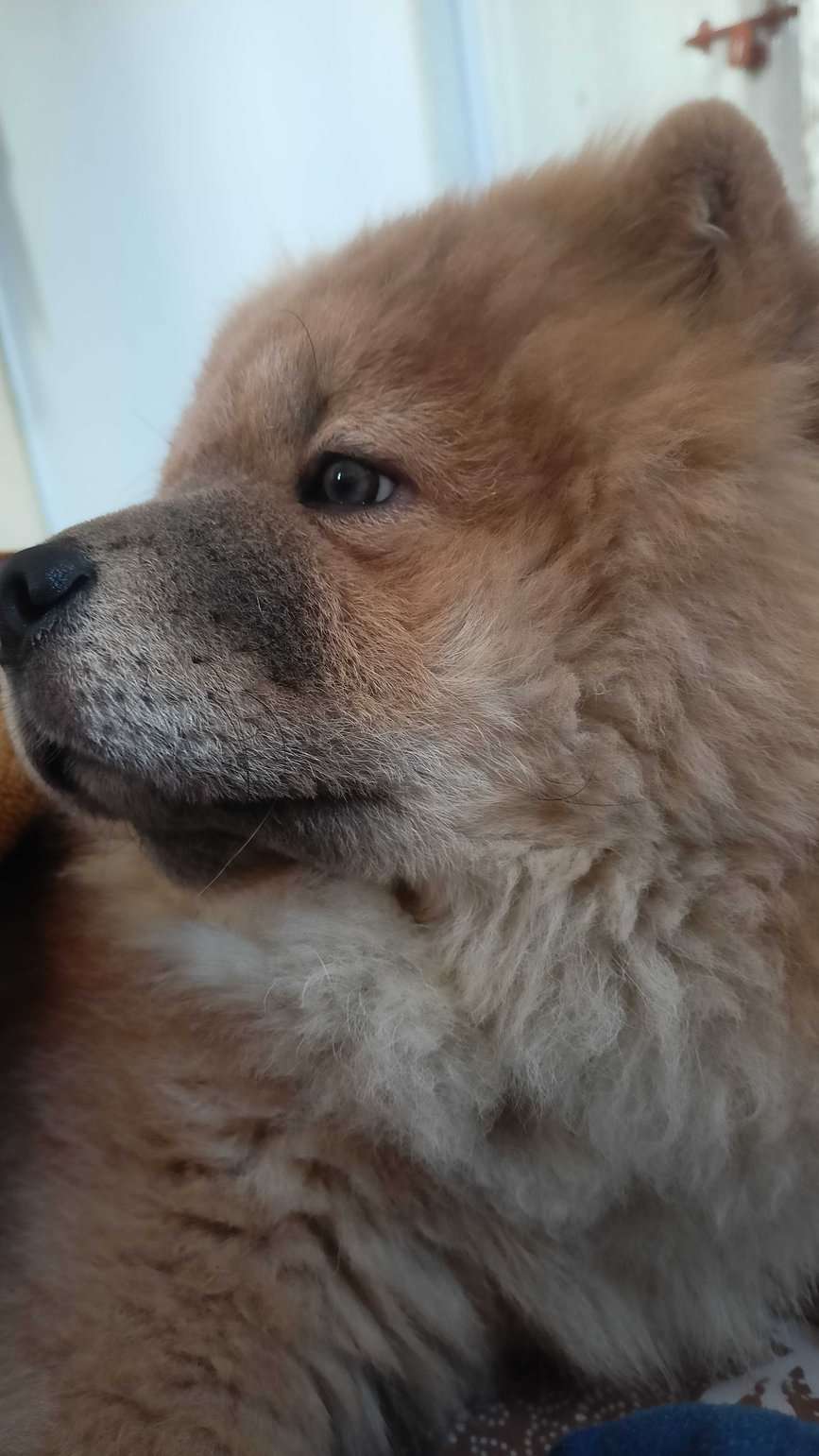 Chow Chow Dogs For Mating In Ahmedabad
